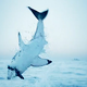 Illustration for article titled Watch a great white shark fly into the air to kill a seal